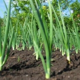 Sadnja useva posle luka i belog luka za sledeću godinu